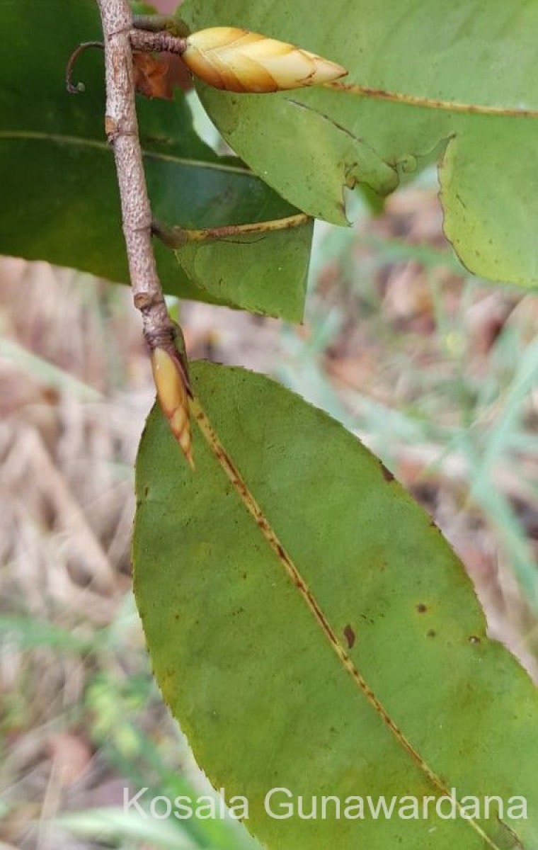 Ochna jabotapita L.